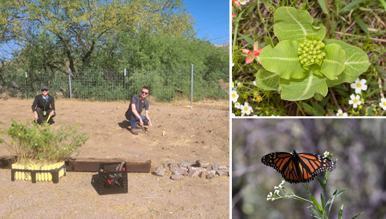 Photos (clockwise from far left): </strong>Amanda Bickel, agricultural science teacher at Miami Junior-Senior High School, (left) and Jordan Mann, Environmental Engineer II, plant milkweeds in Miami. Broadleaf milkweeds, like these, are favored by monarch butterflies. Monarch butterflies now have two new way stations in Arizona on company sites.