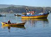 The fishing and seaweed harvesting industries in the small Chilean village of Coliumo are thriving again. 