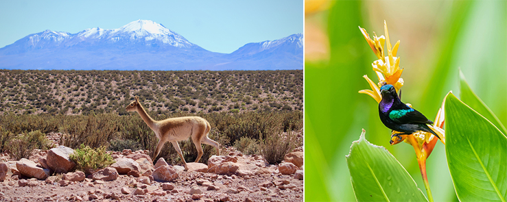 Photos (left to right): This vicuña was one of two employee-submitted photos that will be featured in the WHC’s 2023 Weekly Engagement Calendar; This male Black Sunbird was one of two employee-submitted photos that will be featured in the WHC’s 2023 Weekly Engagement Calendar.