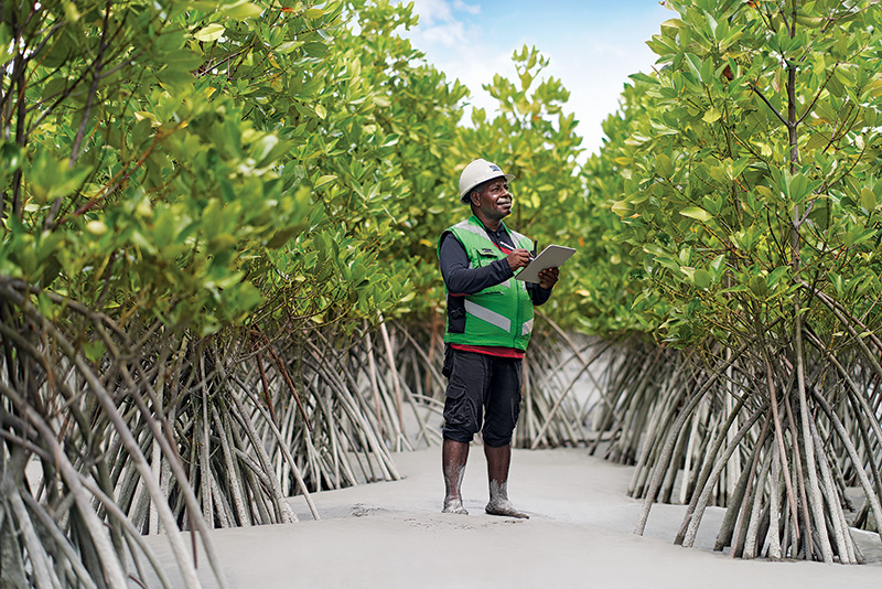 Mangrove forests are revegetated in Central Papua, Indonesia.