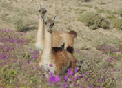 Cerro Verde, a Freeport-McMoRan Company, Lauded for Commitment to Guanaco Conservation