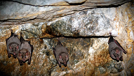 Cerro Verde’s Bat Conservation Program